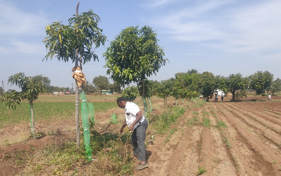 शेती परवडत नाही म्हणणाऱ्या शेतकऱ्यांन समोर एक आदर्श ठेवत शेतक-यांने कासोद्यातील  आपल्या शेताच्या बांधावर जगवले ३५० आंब्याचे झाडे